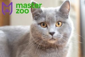 Як позбутися запаху кота?