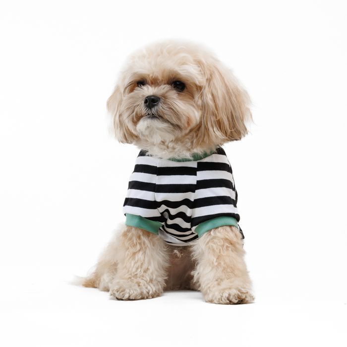 Футболка для собак Pet Fashion Breeze XXS - біло-чорний - masterzoo.ua