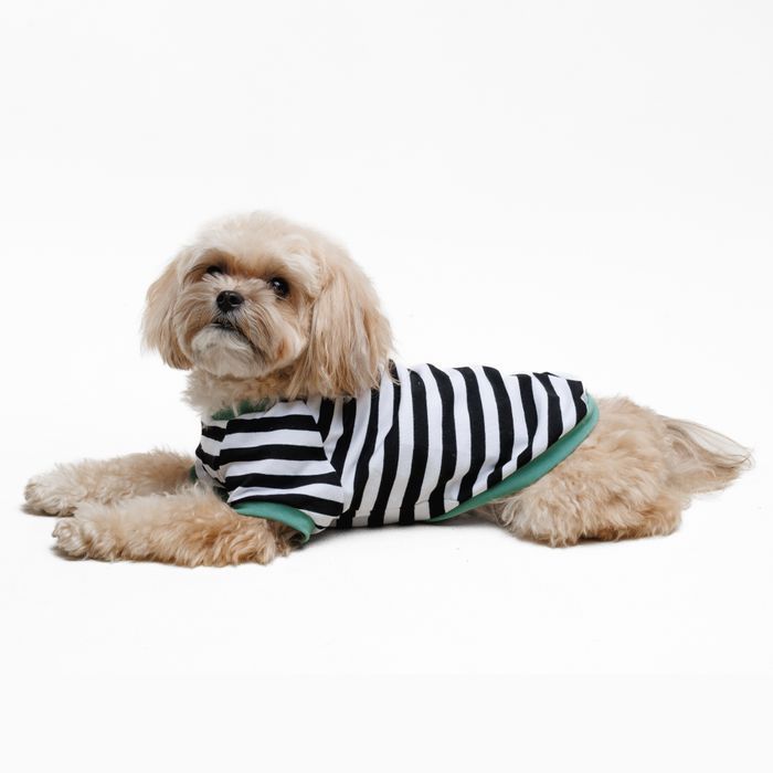 Футболка для собак Pet Fashion Breeze XXS - біло-чорний - masterzoo.ua