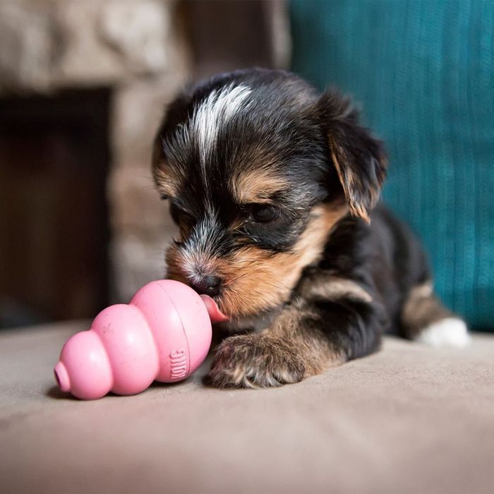 Kong Puppy іграшка для цуценят XS 5,7 см - колір в асортименті - masterzoo.ua