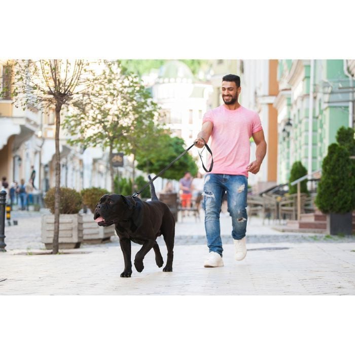 Collar Evolutor повідець для собак 3 м - чорний - masterzoo.ua