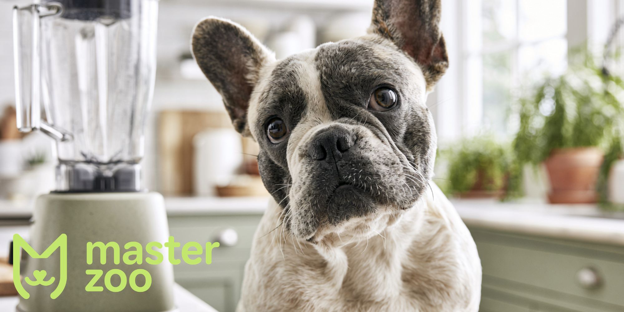 як допомогти собаці позбутися страху  | MasterZoo